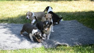 Štěňátka na zahradě - 21 dní