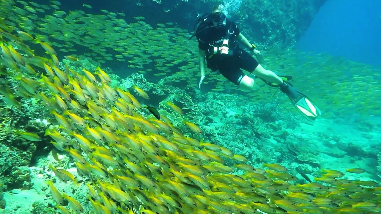 Projects Abroad: Marine Conservation