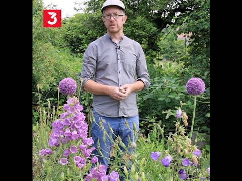 Was Wildbienen brauchen