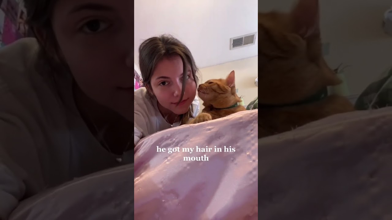 Kissing the cat #cat #lovedog #baby #funny #funnyanimal #pets