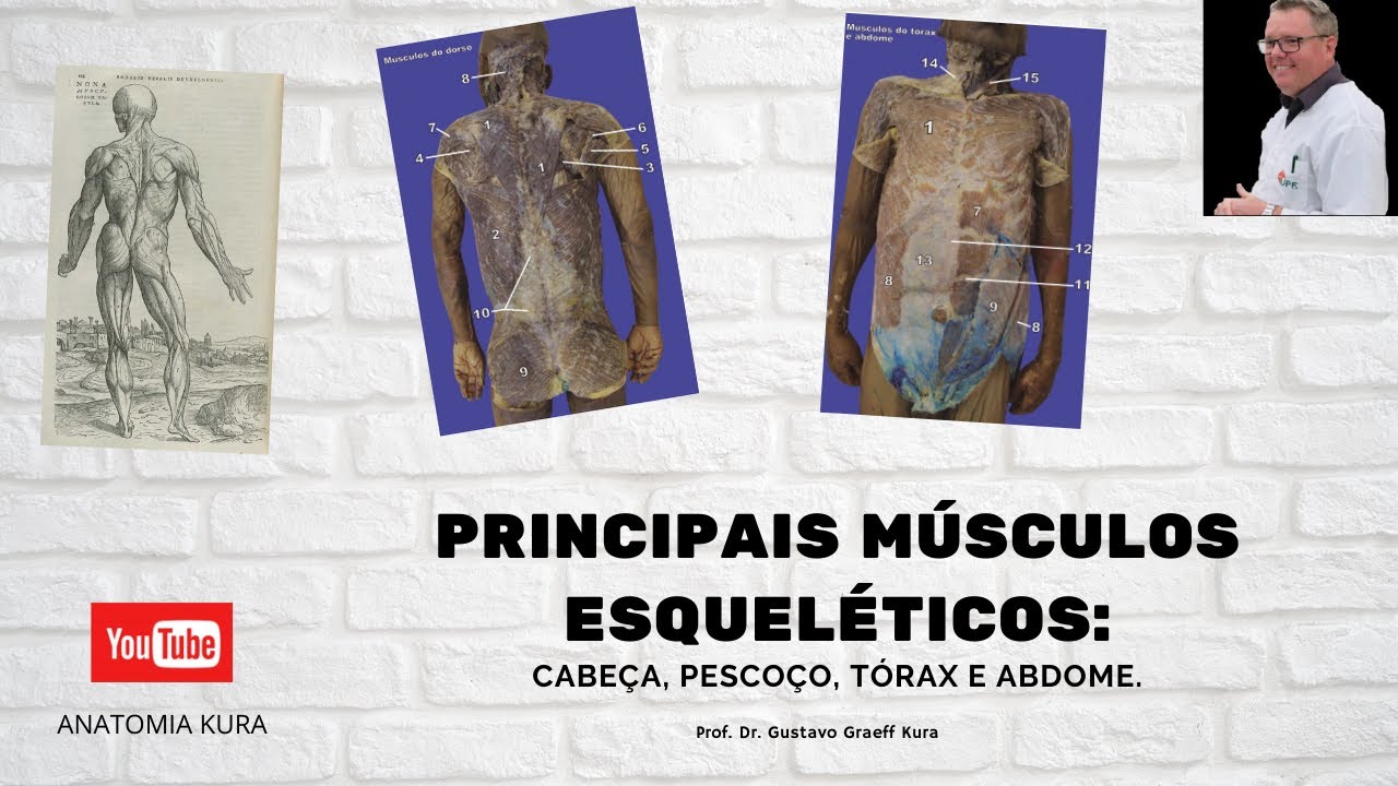 Principais músculos esqueléticos: cabeça, pescoço, tórax e abdome.