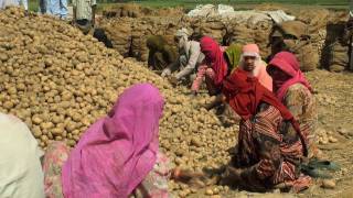 Potato Harvesting, Haryana