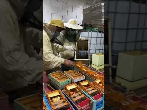Api regine Buckfast- avviamento cassettini di fecondazione   Queen bees- starting mating nucs