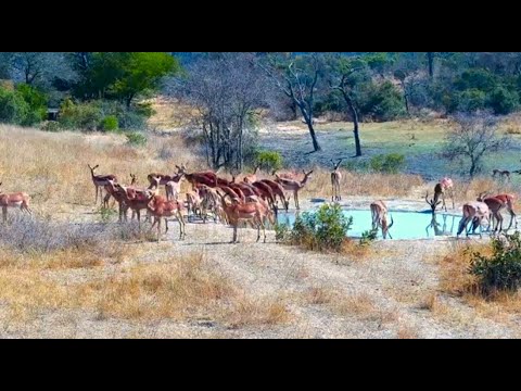 Large herd of Impala hanging out at the Dam quenches thirst at the fresh water pan 9/13/25
