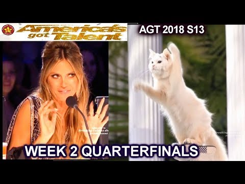 The Savitsky Cats THEY STEPPED IT UP &Heidi Cat Puns QUARTERFINALS 2 America's Got Talent 2018 AGT