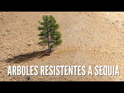 , title : 'ARBOLES RESISTENTES A LA SEQUIA'