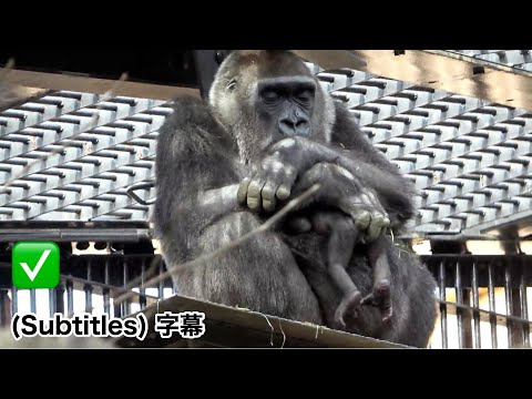 Mom Genki drifts off to sleep, careful not to drop her baby gorilla. 67 days after birth.