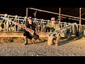 Starling Hunting With A AR 12 Bobby Guys Lodge Tour