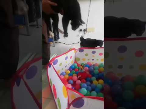 Funny cat video funny animals videos pets funny #funnycat #funnyanimals #cutecat #cats #funnypets