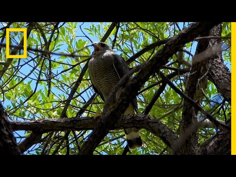 消失在邊境的野生動物｜國家地理雜誌 (Wildlife Disappearing at the Border | National Geographic)