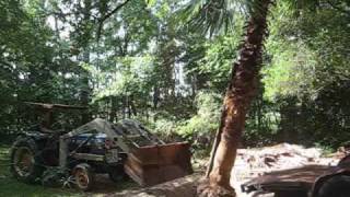 Transplanting a huge 25 foot palm tree...