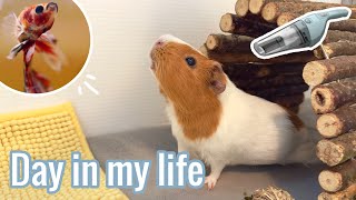 Day In My Life As A High School Student With Pets | 2023