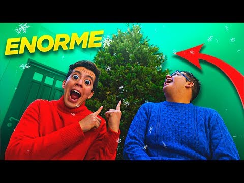 OUR FIRST CHRISTMAS TREE IS HUGE!