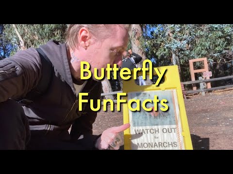 STAHLIVISION - Butterfly FunFacts