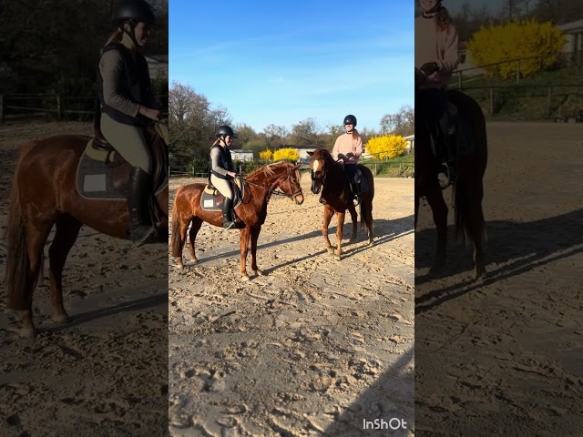 Mare French Saddle Pony For sale 2022 Chesnut