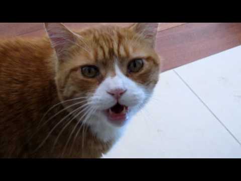 Owen the meowing cat. Good kitty or bad kitty?