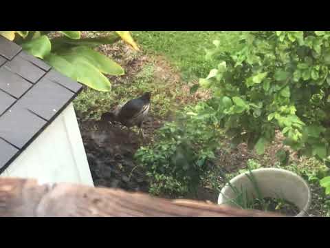 Found puffed up bird