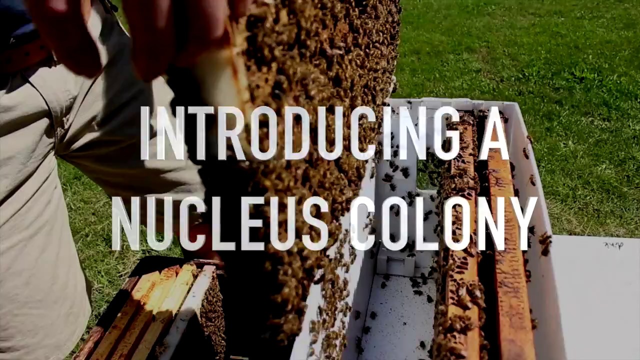 Introducing a Nucleus Colony