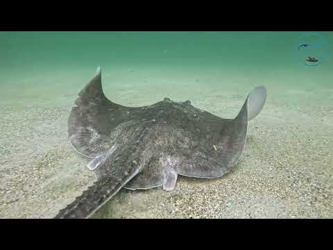 Thornback skate (Raja clavata) in the Ría de Vigo (Spain)