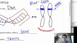 8.1 Genes and Alleles
