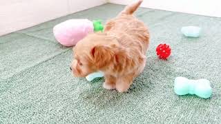 ハーフ犬の動画01