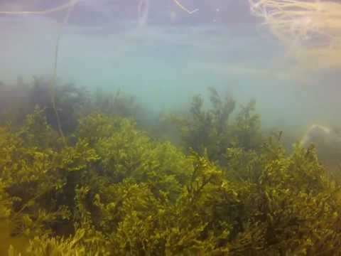 Lofoten diving GoPro HD Hero2