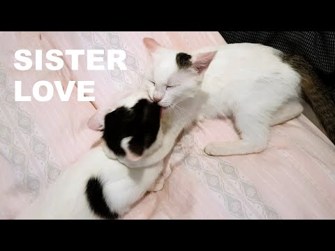 When Grooming Becomes Fighting | Kittens Groom Each Other