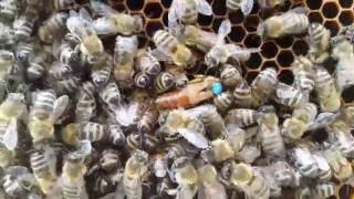 Types of Queen Bee`s  - Llojet e Mbretreshave full HD  4K