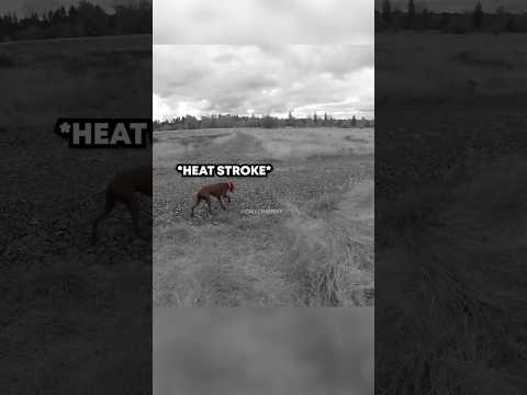 Man Saves OVERHEATING Dog… 😳😳