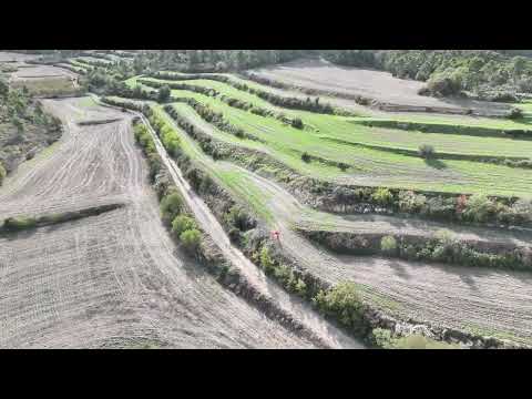 NALEC BATUDA DE SENGLAR