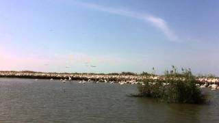 preview picture of video 'Senegal - Parco Nazionale degli Uccelli di Djoudj - Nov.2011'