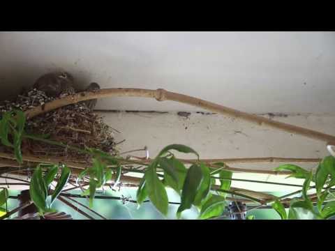 Birds Leave the Nest