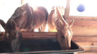 Mokey Cat Says Hi & Horses Come In For A Snack