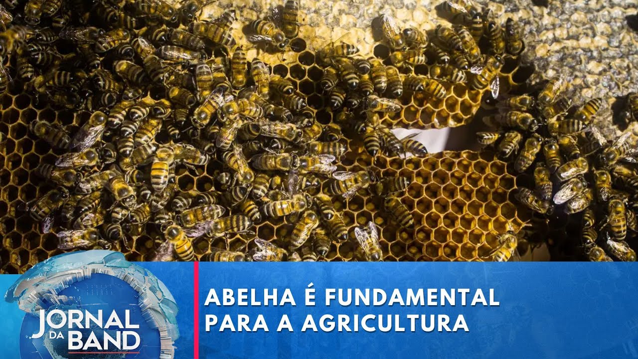 Dia Nacional da Abelha valoriza inseto que é fundamental para a agricultura | Jornal da Band