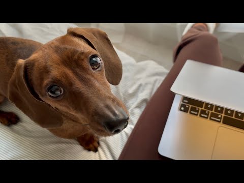 5 ways a mini dachshund communicates without barking