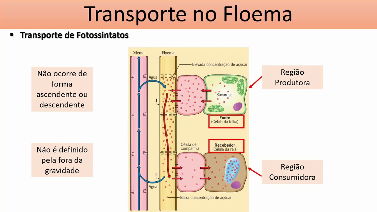 Transporte no Floema - Fisiologia Vegetal