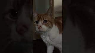 Download lagu silly cheets #catoftheday #catlovers #cat #cats @cheetotheorangekitty mp3