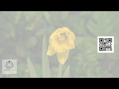 Centenário Do Mestre - Alex Polari