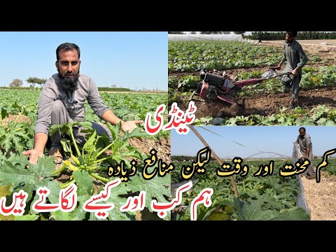 Tindi ki fasal |How and when to plant summer squash |Squash farming |Low bidget farming |IR FARM