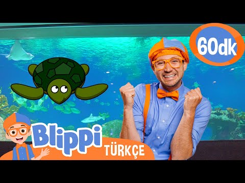 Blippi ile Deniz Canlılarıyla Tanış! 🐢 | Blippi Türkçe - Çocuklar için Eğitici Videolar