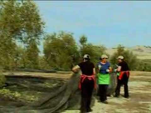 download lagu mp3 mp4 Olive Harvest Spain, download lagu Olive Harvest Spain gratis, unduh video klip Olive Harvest Spain