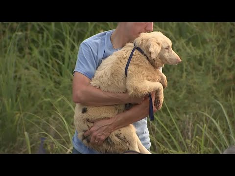 Animal hoarding cases becoming a growing problem in our area