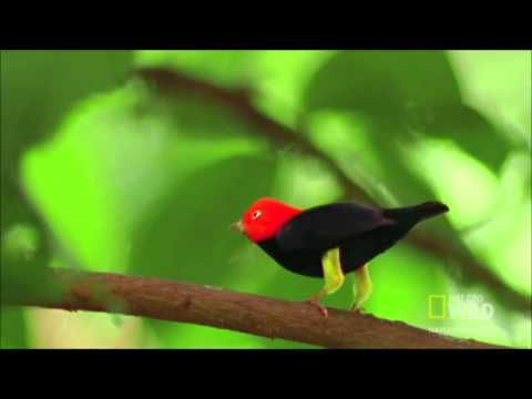 Unheard Beethoven : Red-capped Manakin Mating Dance (Hess 73)