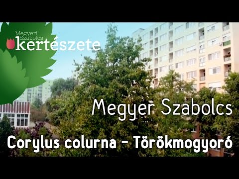 Corylus colurna - Törökmogyoró kúpos koronája - Növényismeret - kertészeti tananyag
