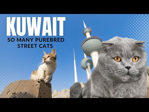 Kuwait has so many street cats & purebreds. Here’s why—and how to help!