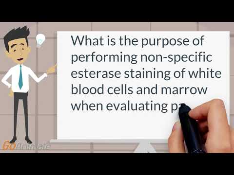Bone marrow stains with non specific esterase