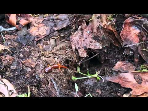 113 - Exploring Micro-Habitats: Life Under Logs (Updated see video#213)