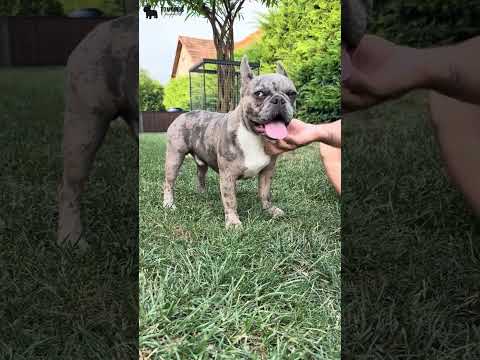 Video 1