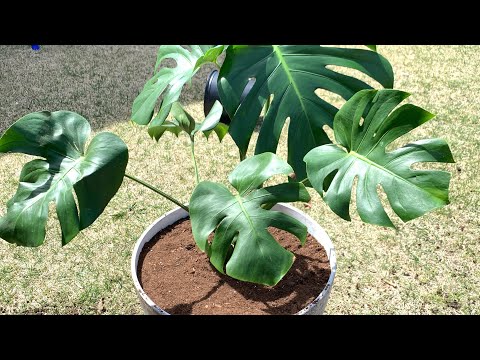 My Cat Peed In My Plant! :( Monstera Deliciosa