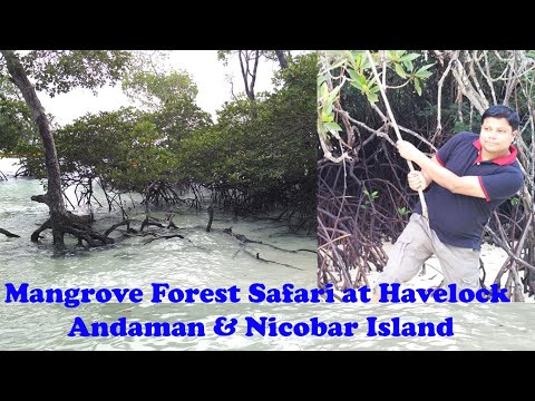 Mangrove Forest of Andaman | Havelock Island | Neil Island | Radha Krishna Beach